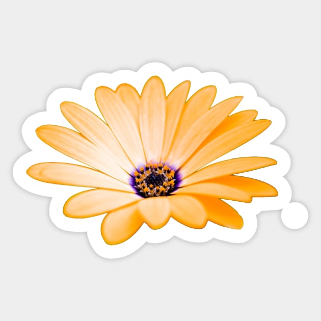 Orange daisy Sticker by ghjura